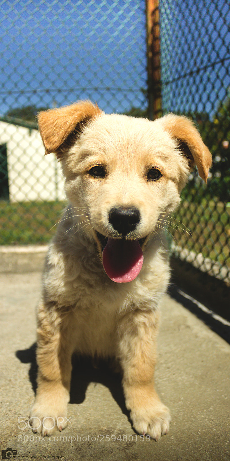 Canon EOS 600D (Rebel EOS T3i / EOS Kiss X5) sample photo. My puppy photography