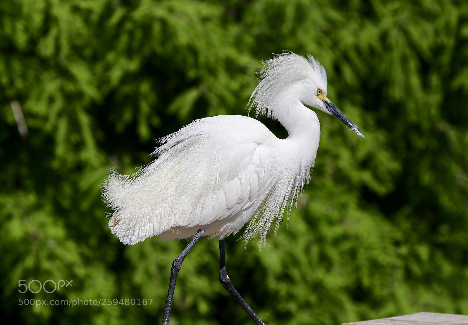Canon EOS 80D sample photo. Egret photography