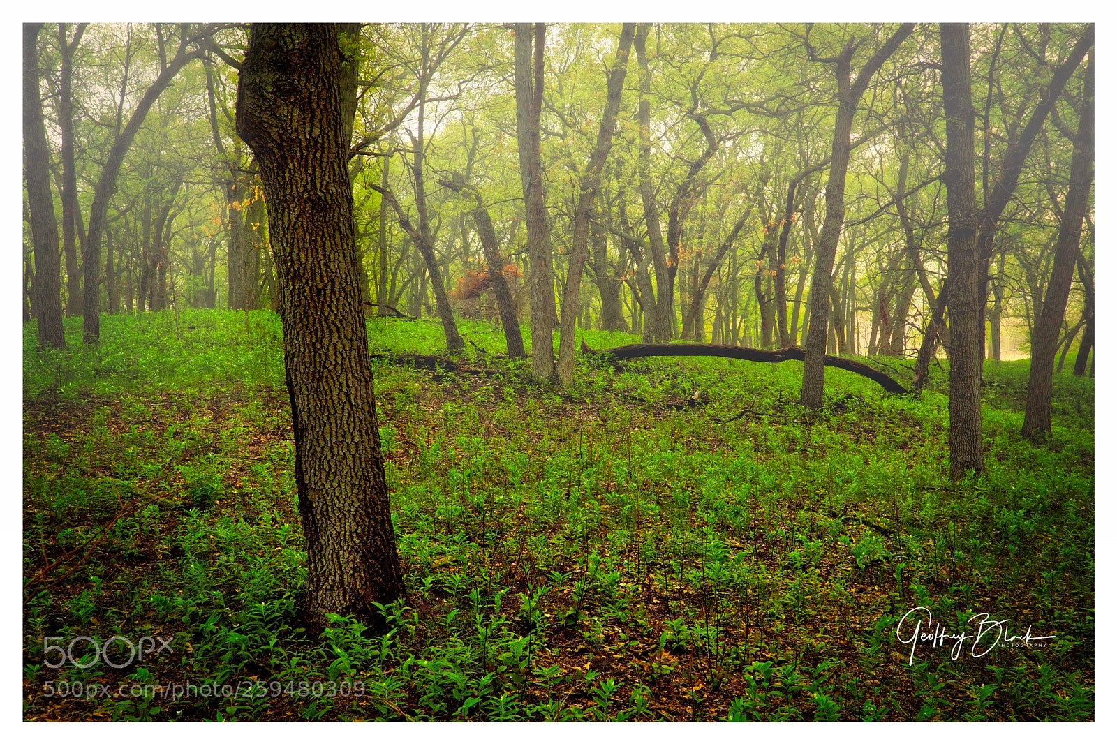 Fujifilm X-Pro2 sample photo. Fog photography