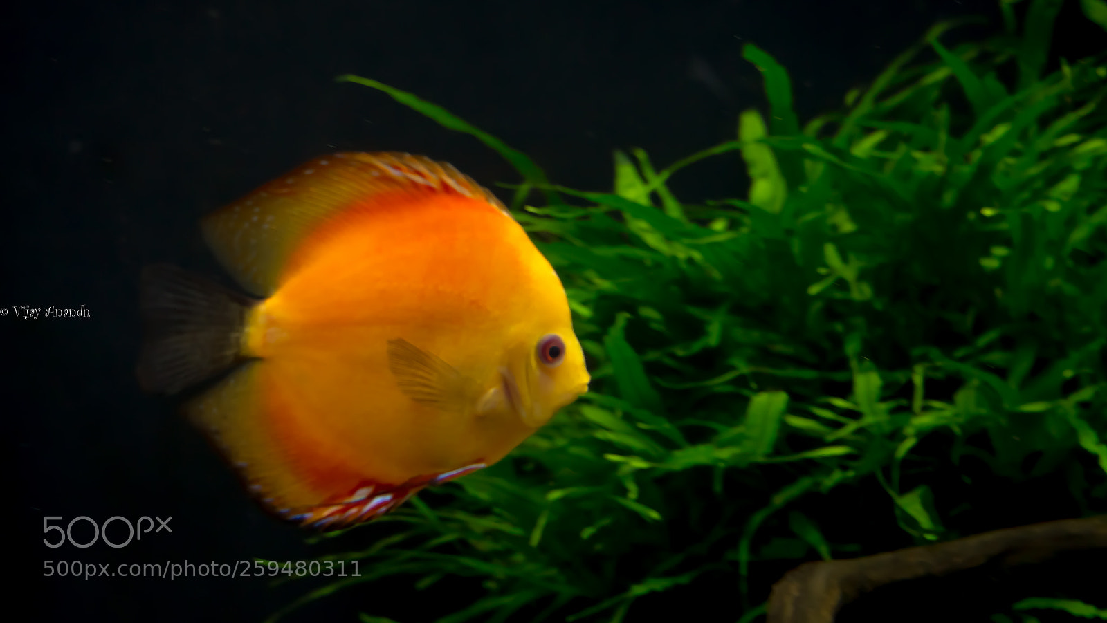 Canon EOS 700D (EOS Rebel T5i / EOS Kiss X7i) sample photo. Yellow-red discus photography
