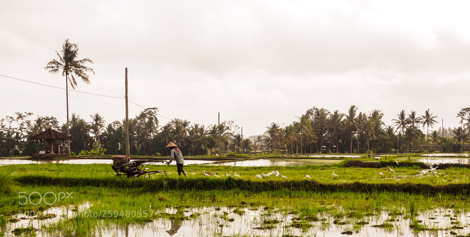 Olympus OM-D E-M10 II sample photo. Ricework photography