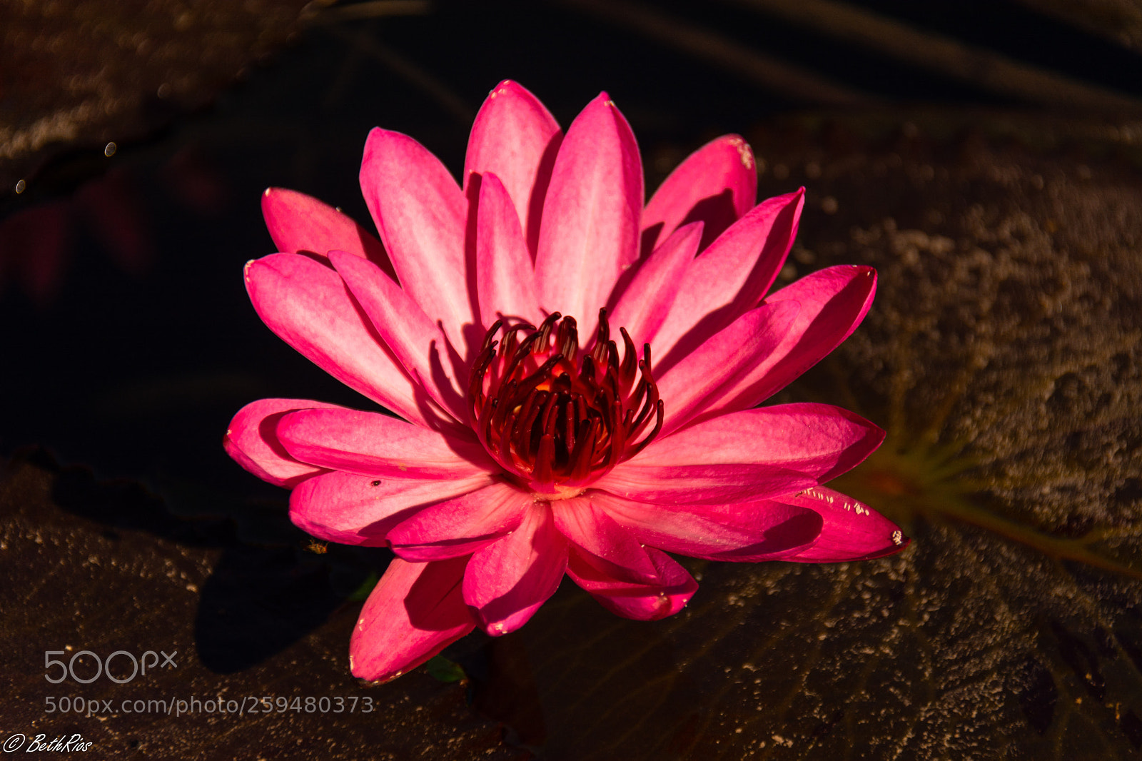 Nikon D7100 sample photo. Pink photography