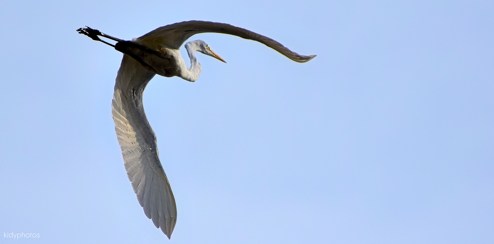 Nikon D5300 sample photo. Heron trip photography