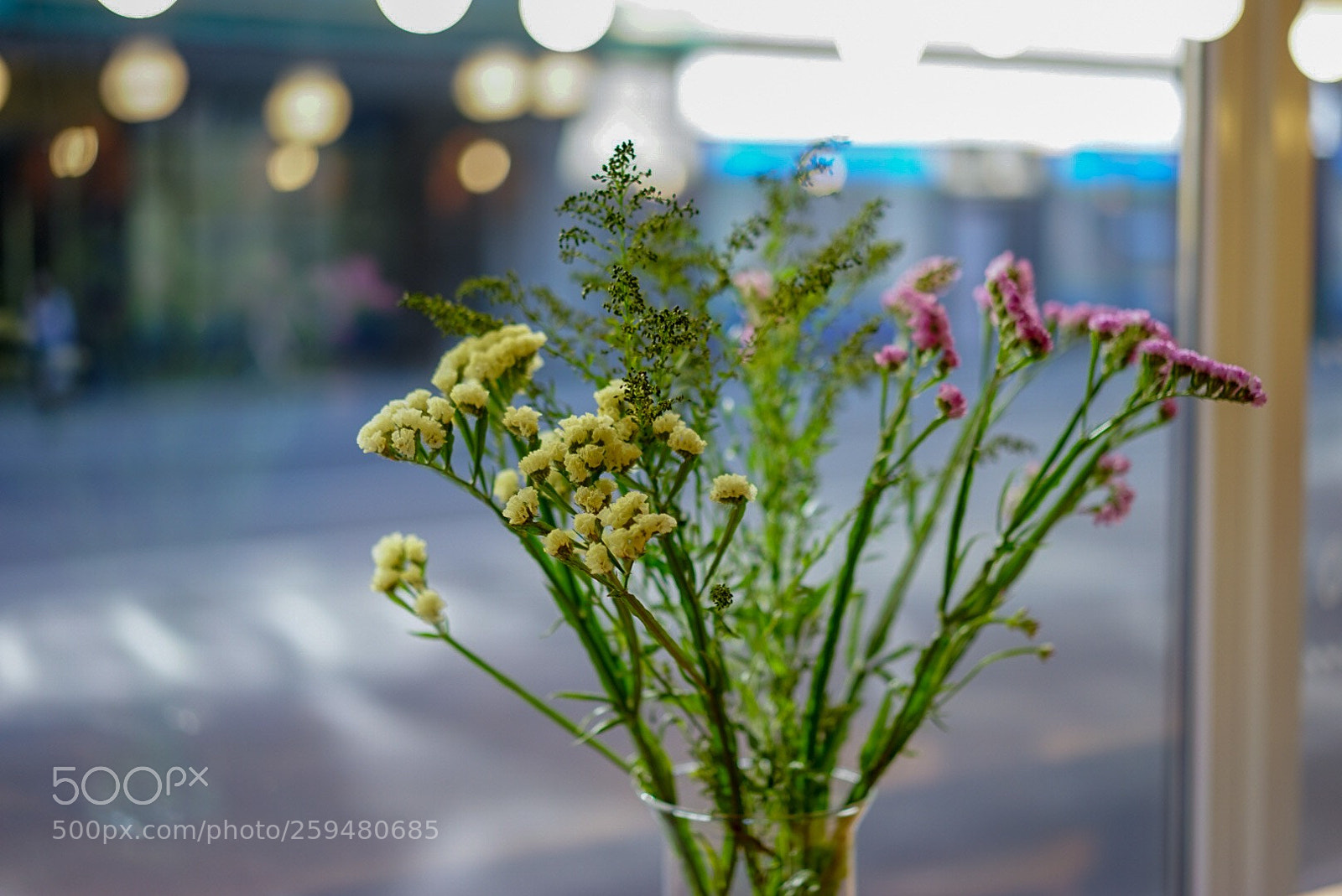Sony a7 sample photo. Untitled photography