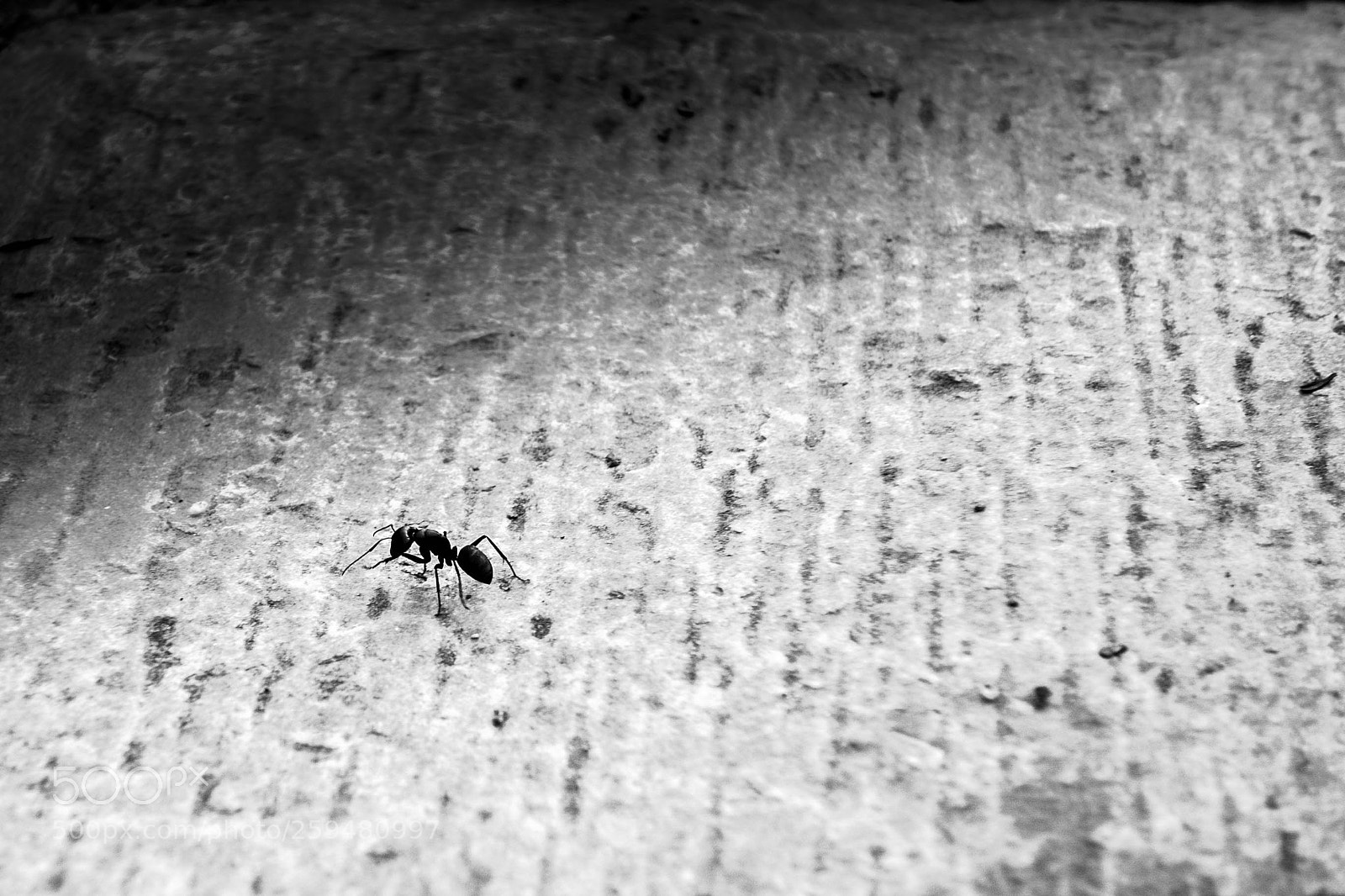 Sony Cyber-shot DSC-RX100 sample photo. Untitled photography