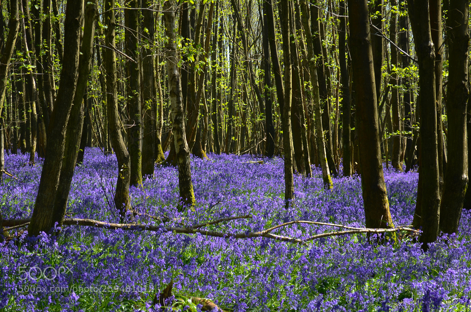 Nikon D5100 sample photo. Bluebells in trees photography