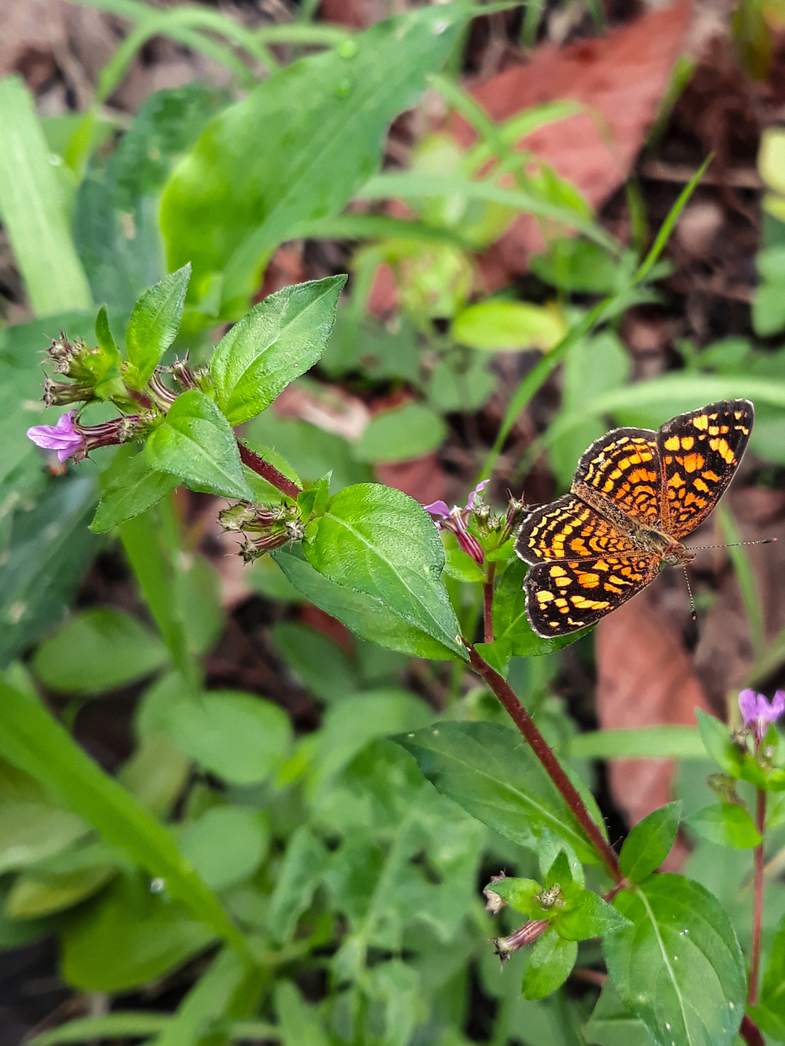 Samsung Galaxy J5 Pro sample photo