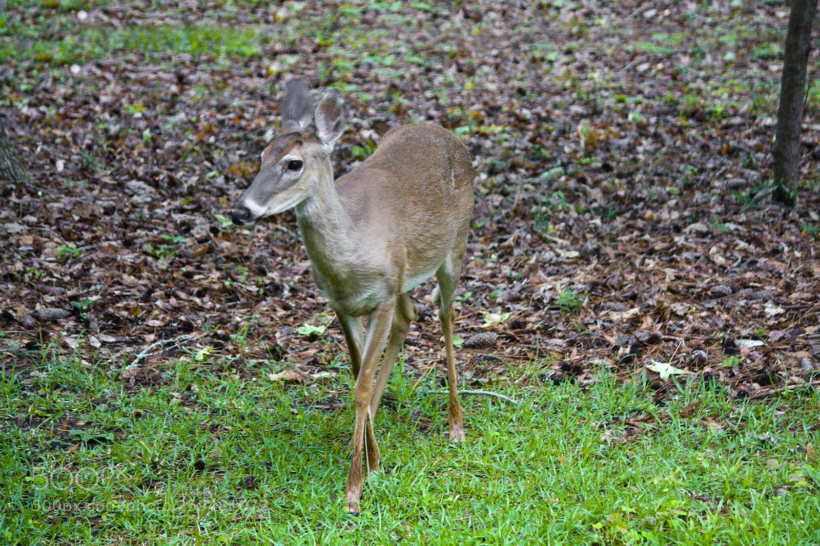 Canon EOS 450D (EOS Rebel XSi / EOS Kiss X2) sample photo. Deer photography