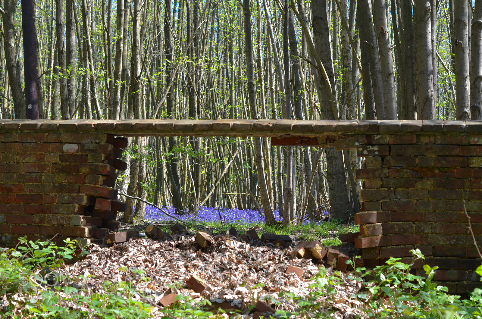 Nikon D5100 sample photo. Its not just the photography