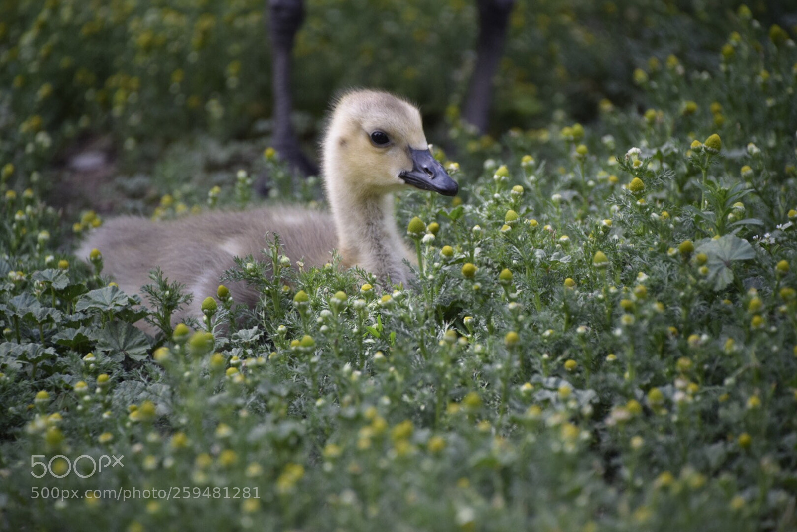 Nikon D5300 sample photo. Springtime baby geese surrounded photography