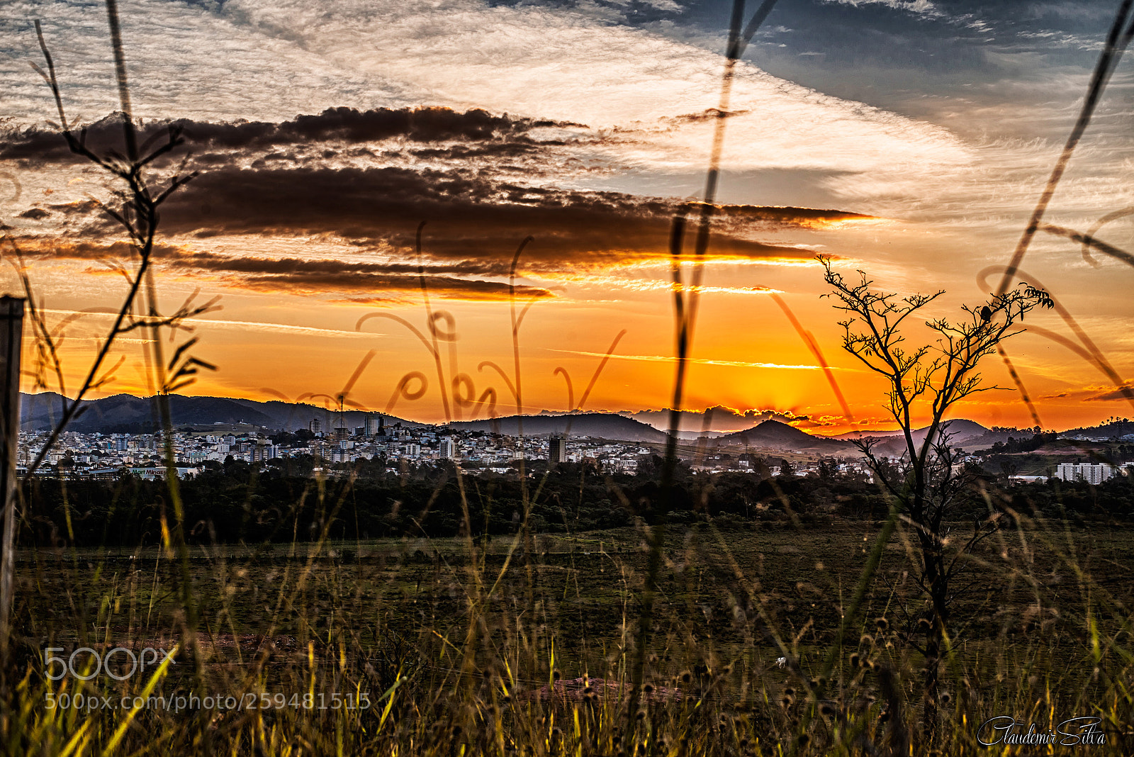 Nikon D600 sample photo. Entre as ramas do photography