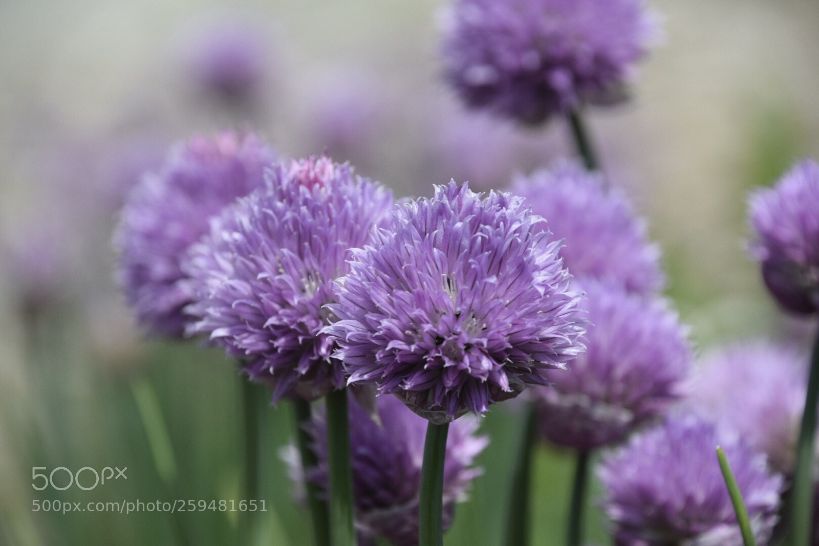Nikon D5300 sample photo. Springtime flowers photography