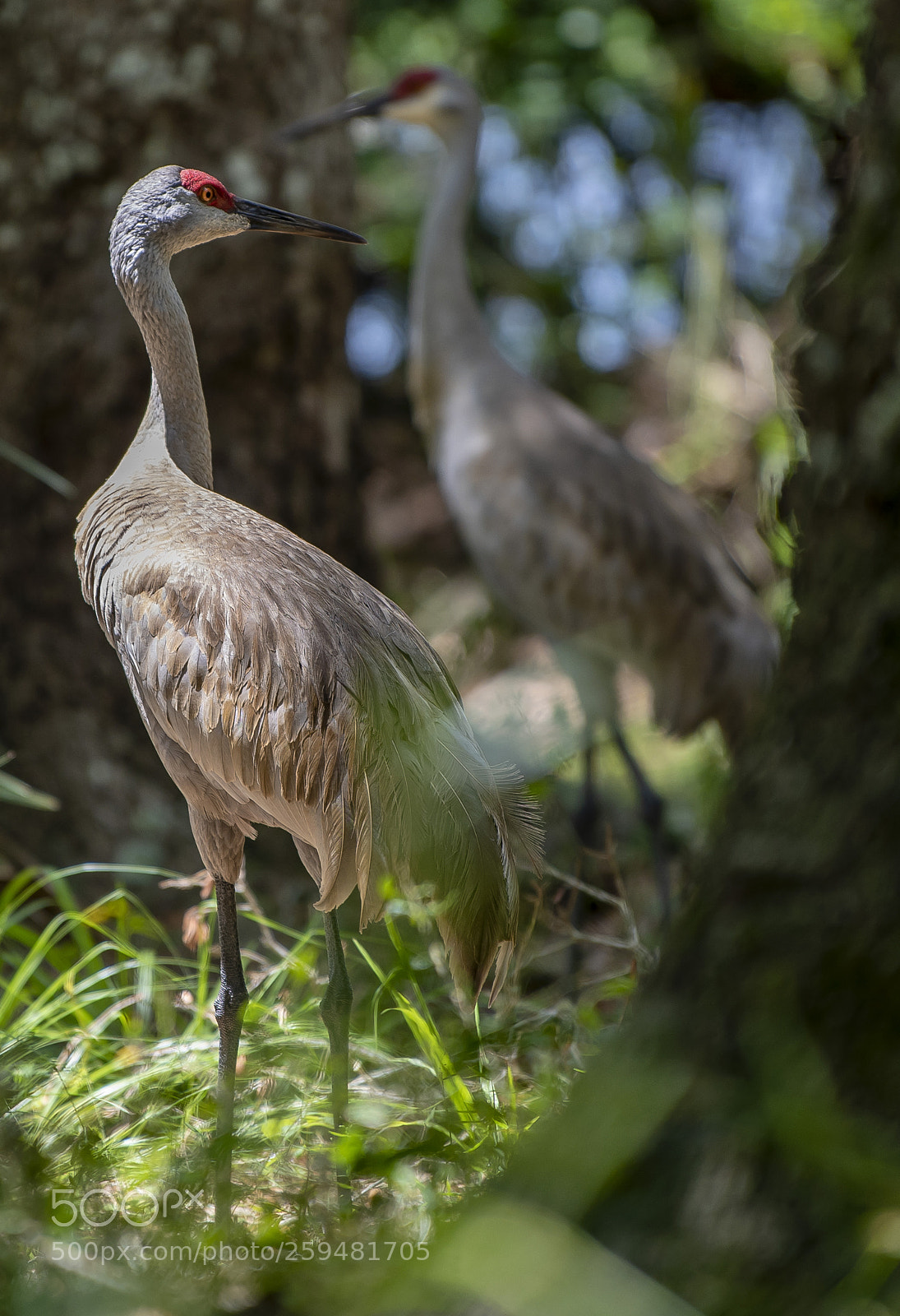 Nikon D850 sample photo. Pair of cranes photography