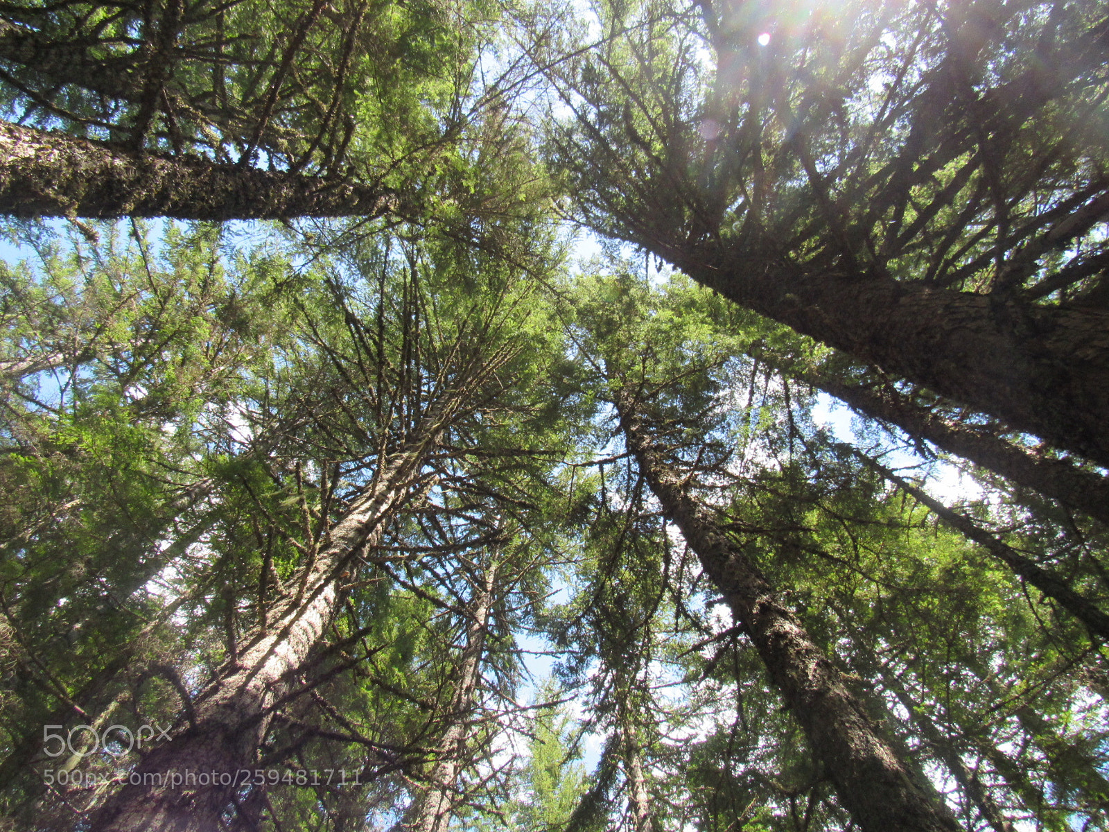 Canon PowerShot SX530 HS sample photo. Look up photography