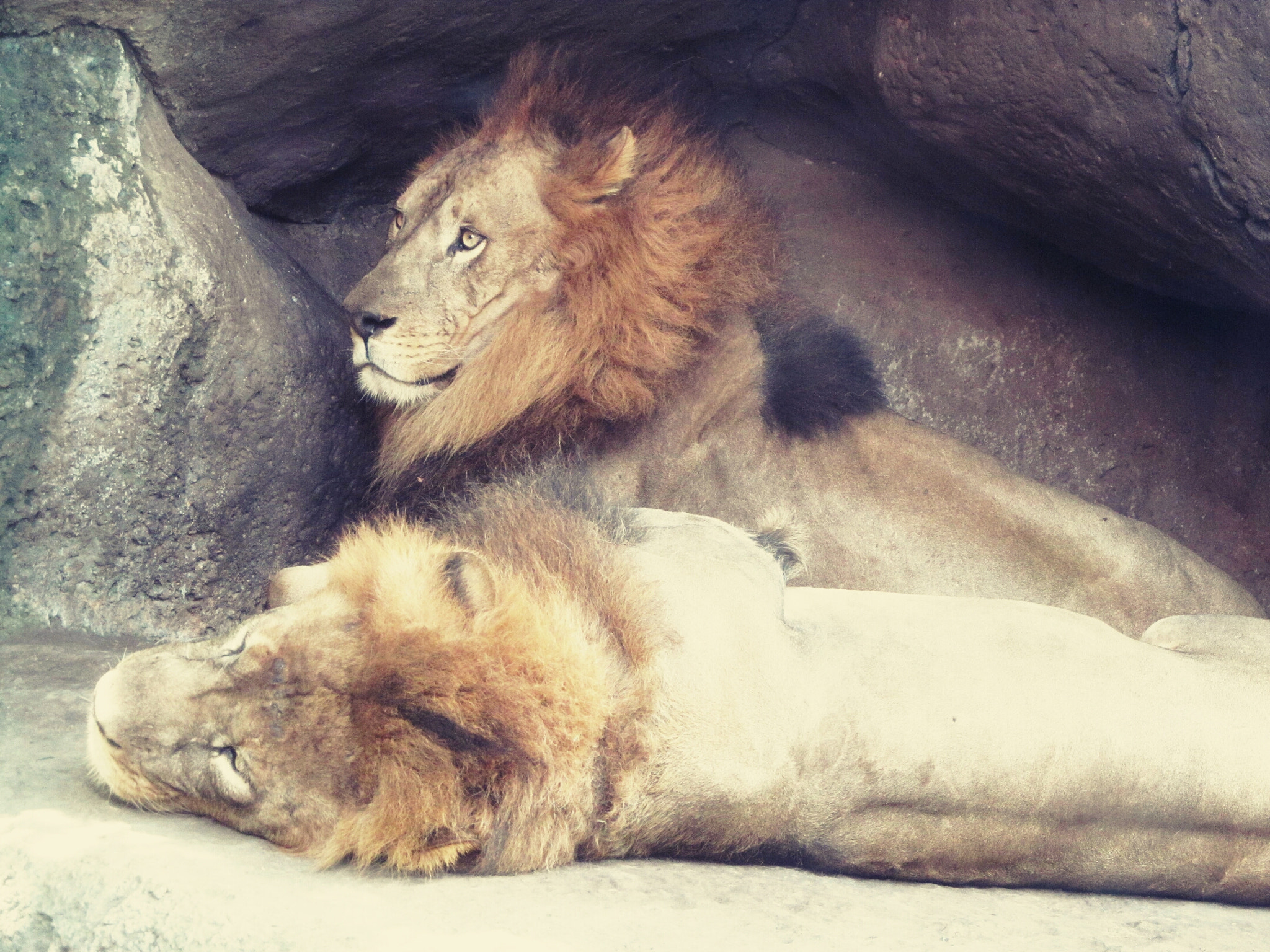 Canon PowerShot SX150 IS sample photo. Lions photography