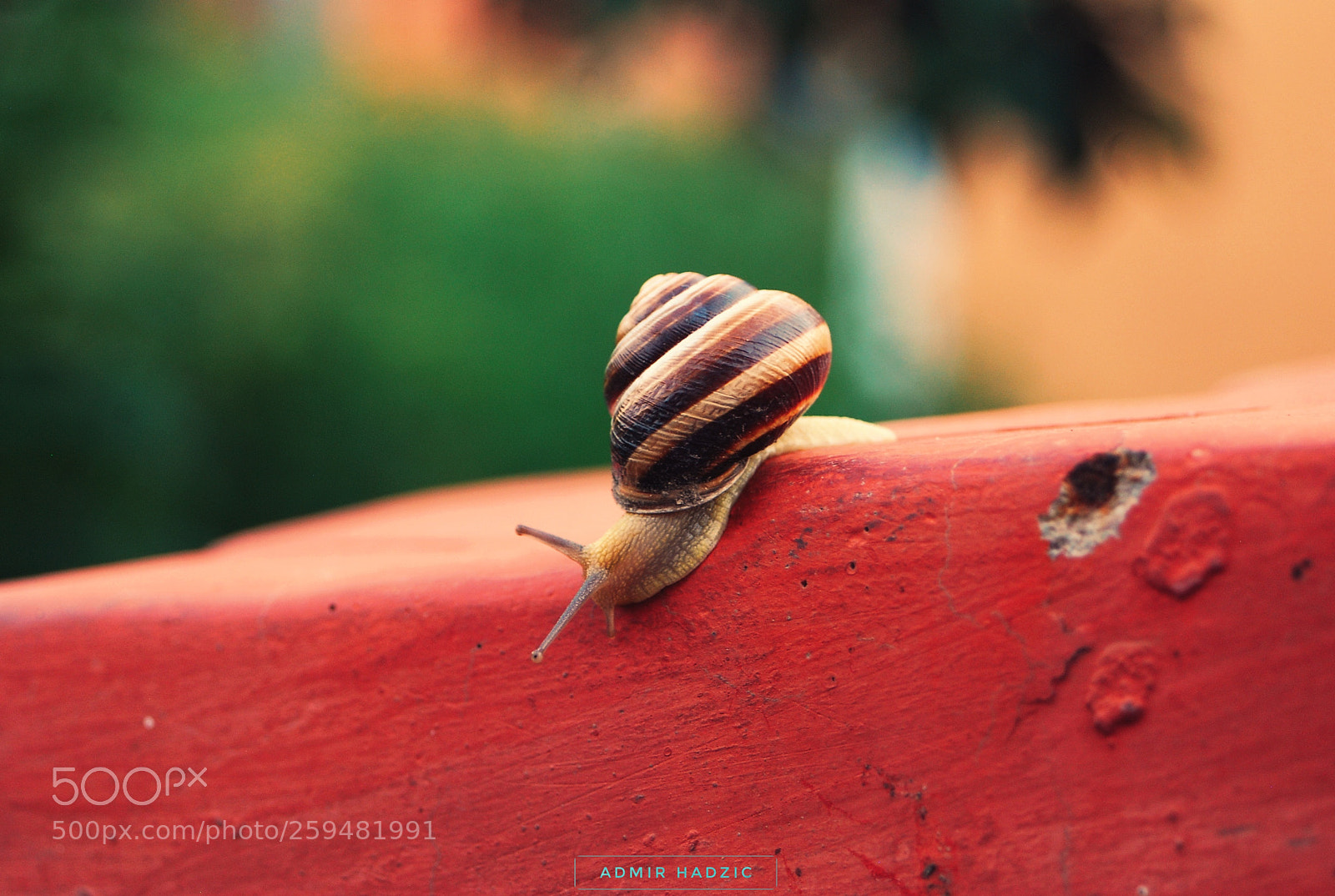 Nikon D80 sample photo. Snail photography