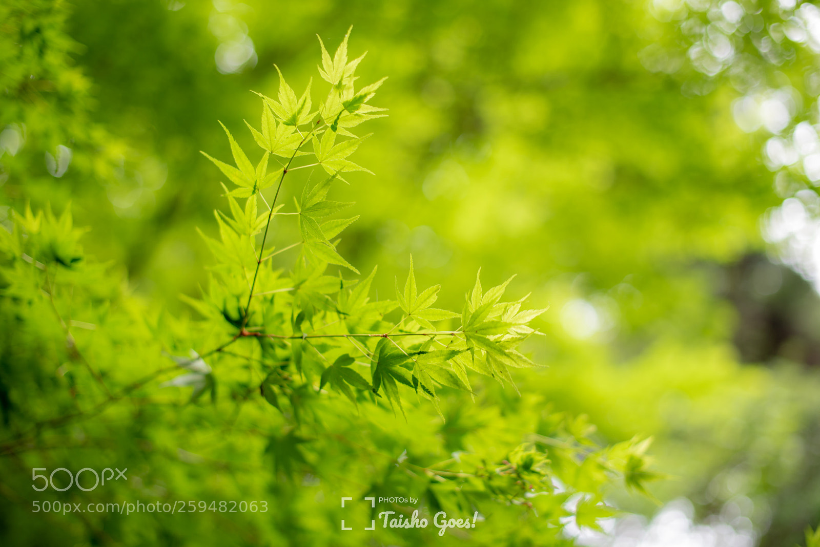 Nikon D750 sample photo. Zuihou-den 005 photography