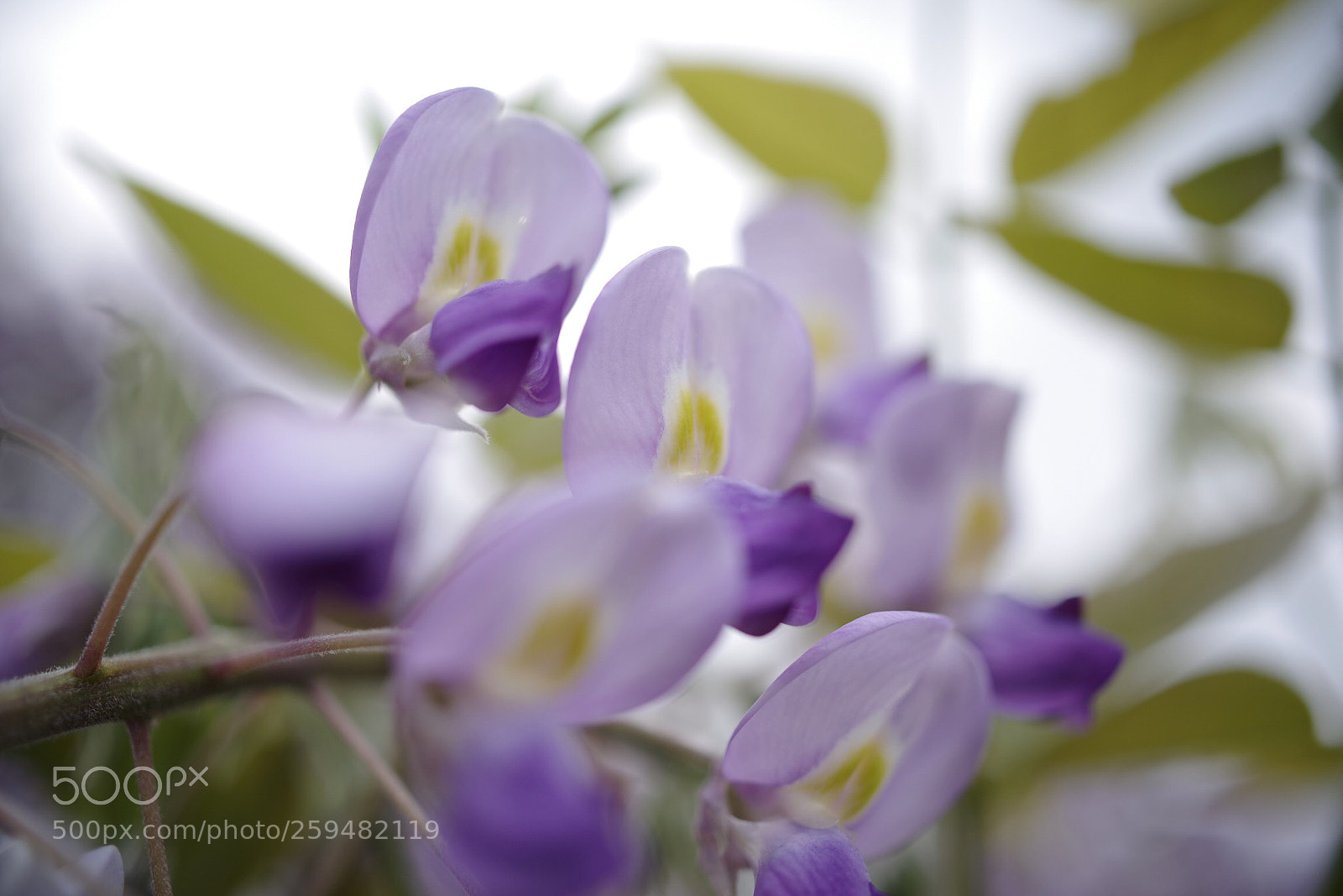 Pentax K-1 sample photo. Purple photography