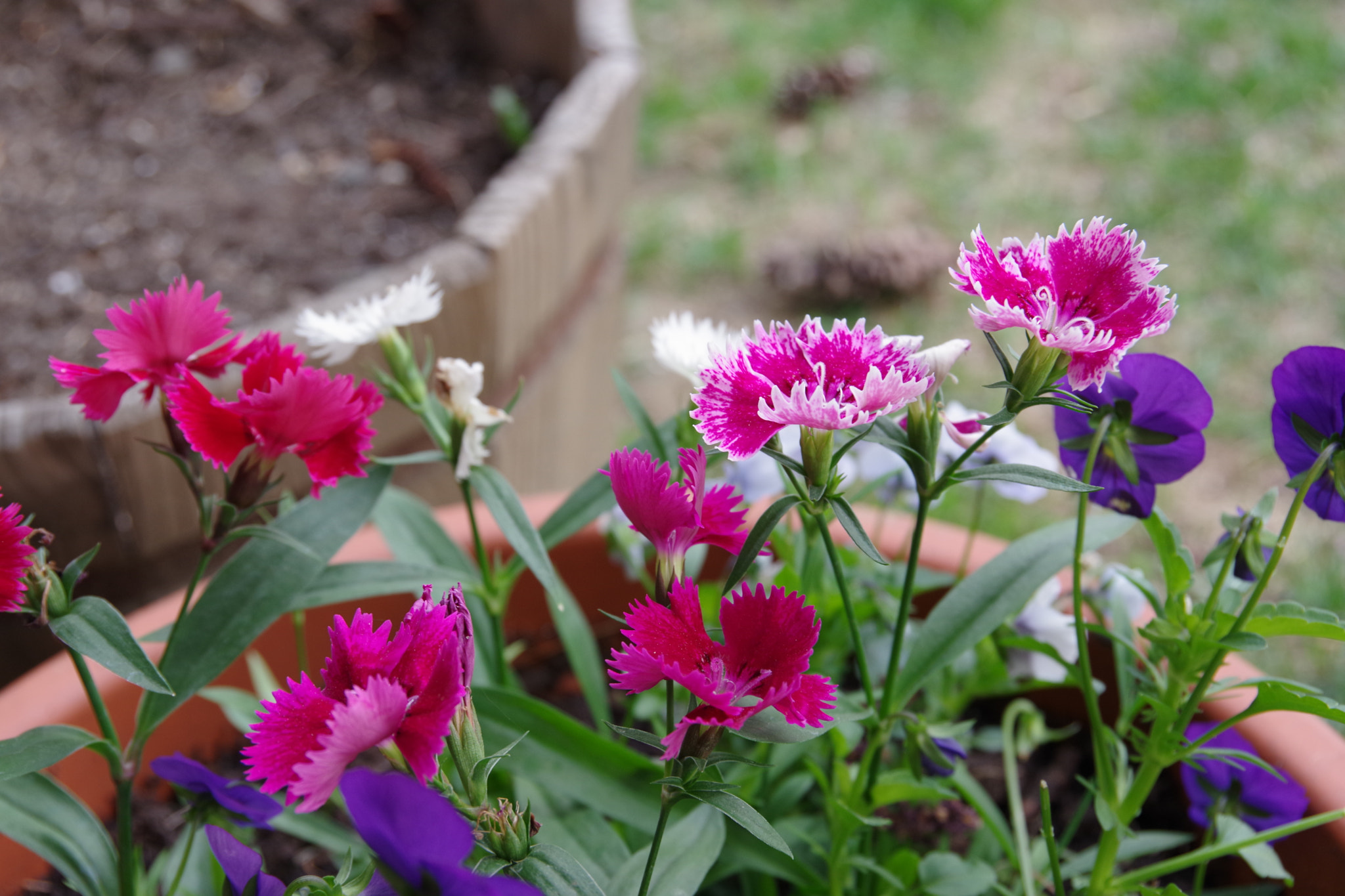 Pentax K-70 sample photo. Magenta flowers photography