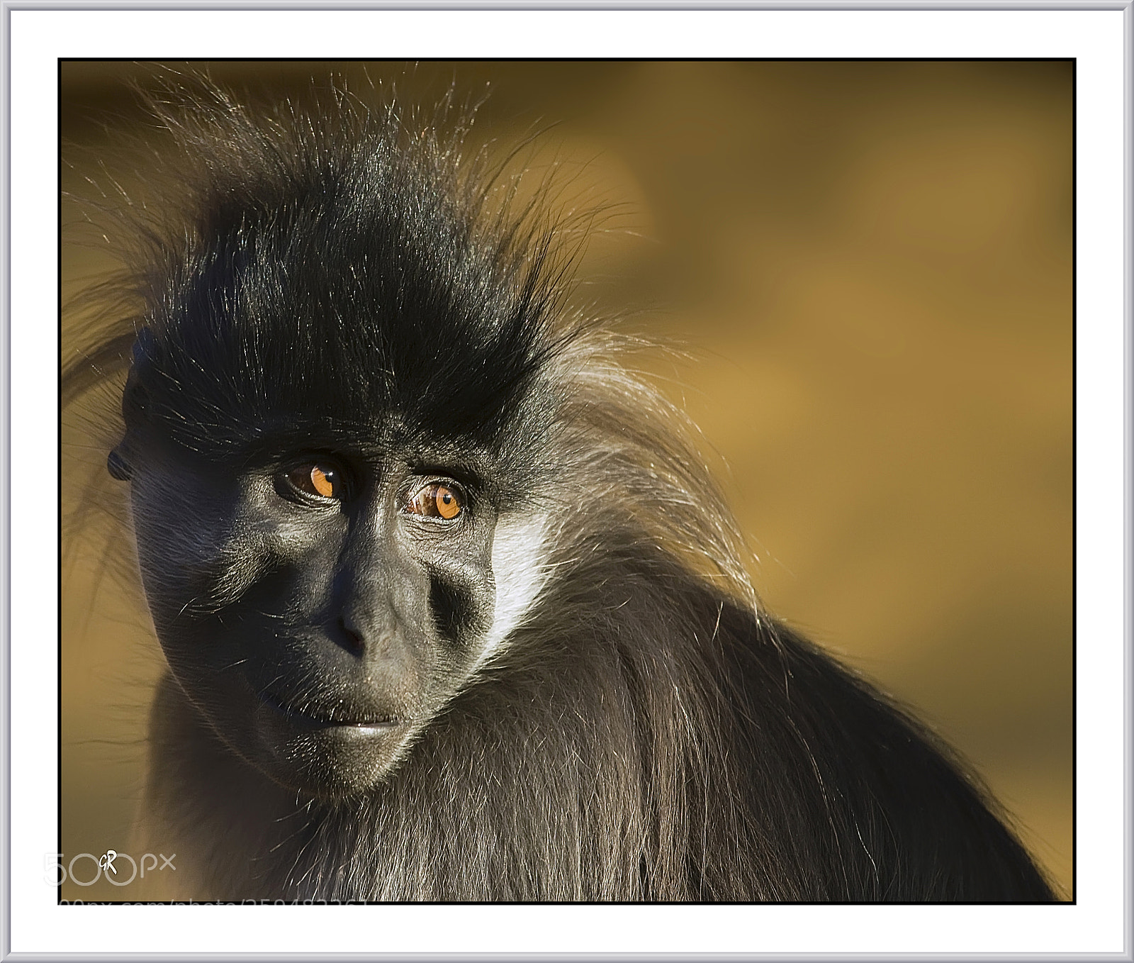 Canon EOS 7D sample photo. Monkey dolorosa photography
