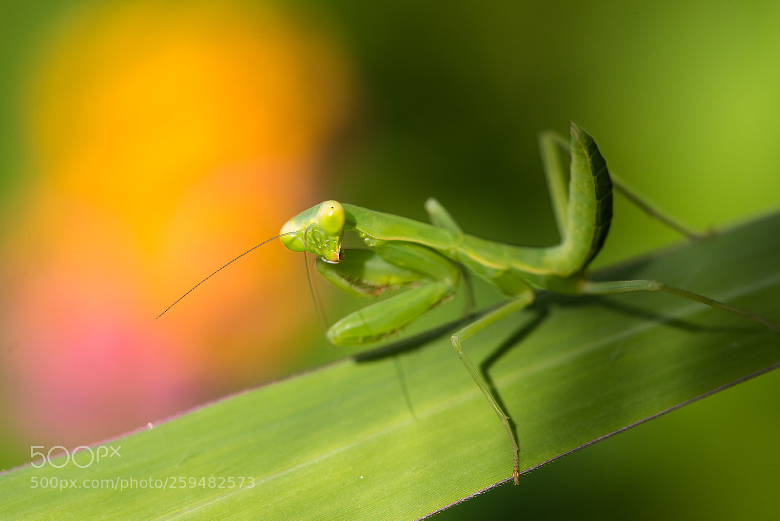 Nikon D810 sample photo. Baby mantis(nikon version) photography