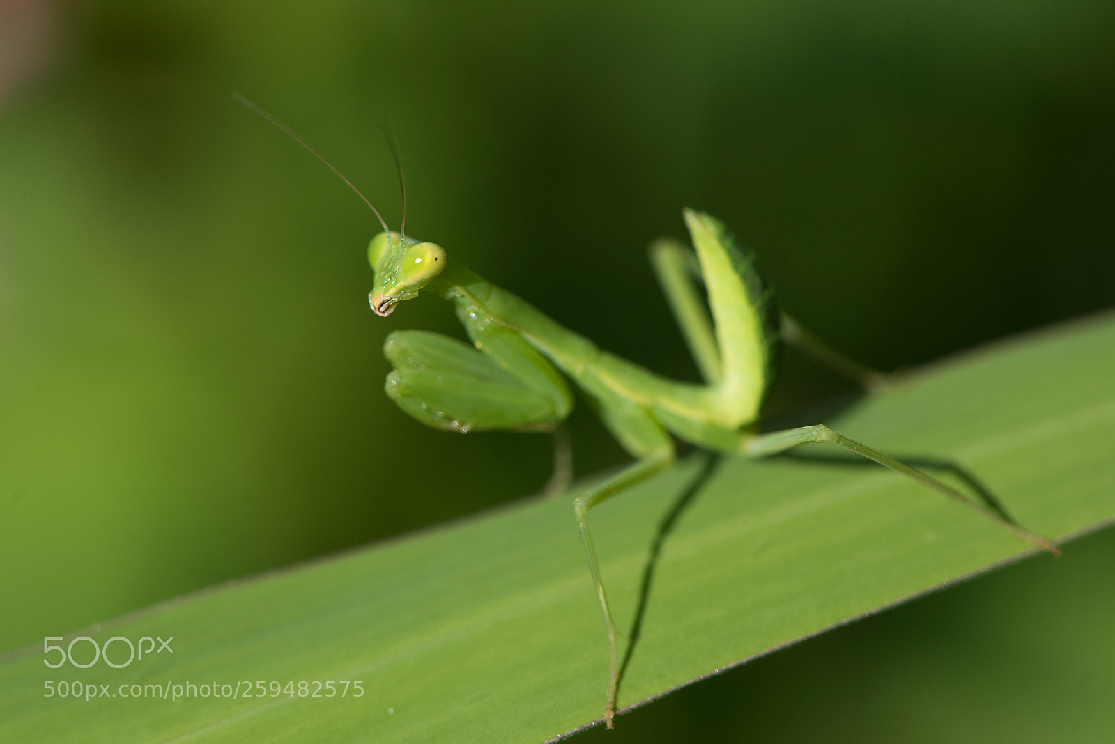 Nikon D810 sample photo. Baby mantis(nikon version) photography
