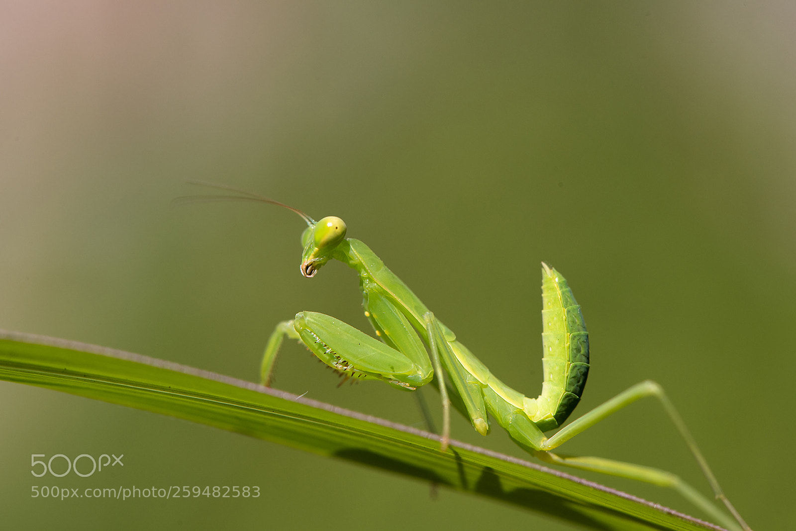 Nikon D810 sample photo. Baby mantis(nikon version) photography
