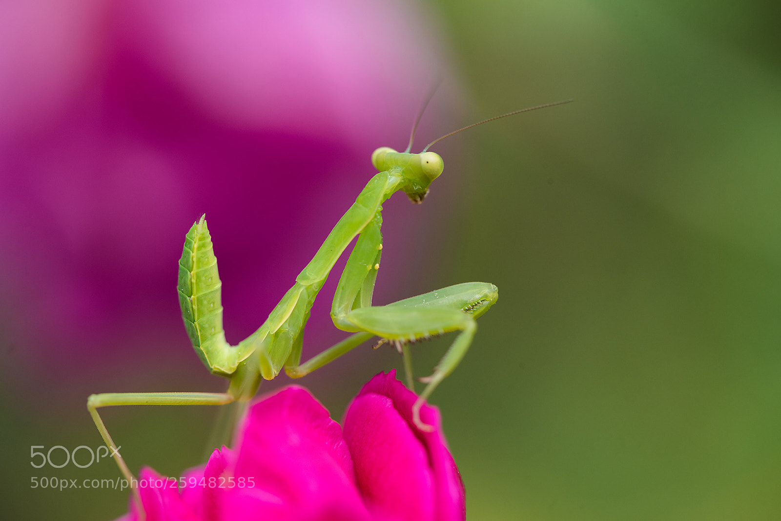 Nikon D810 sample photo. Baby mantis(nikon version) photography