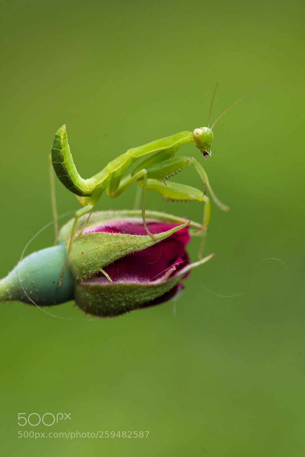 Nikon D810 sample photo. Baby mantis(nikon version) photography