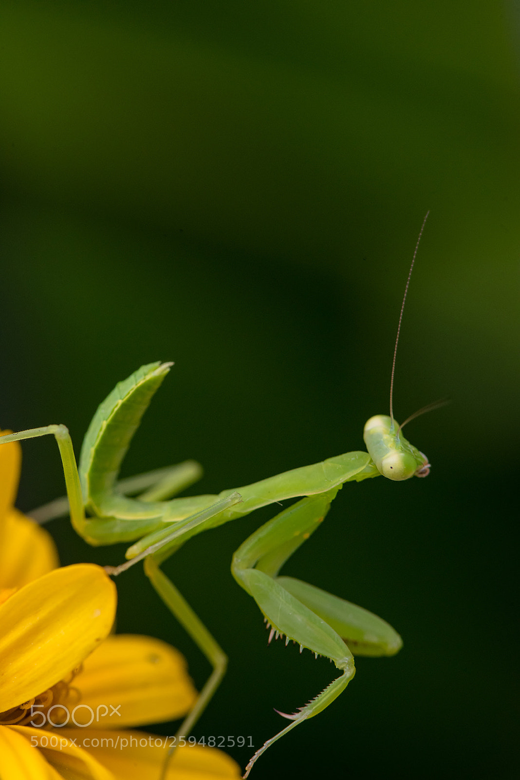 Nikon D810 sample photo. Baby mantis(nikon version) photography
