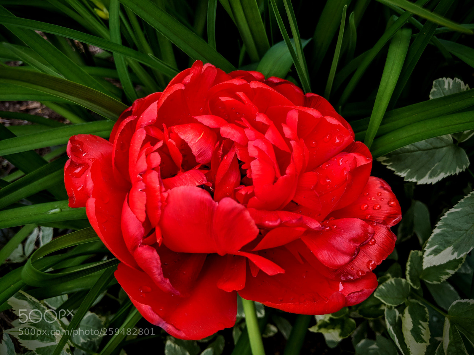 Google Pixel 2 sample photo. Bloom scarlett photography