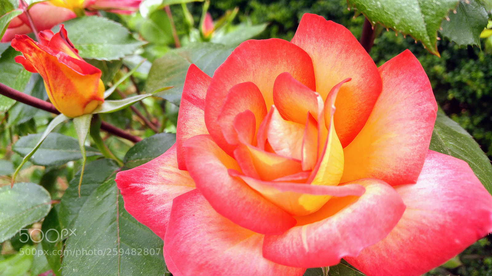 LG G4 sample photo. Beautiful colors photography