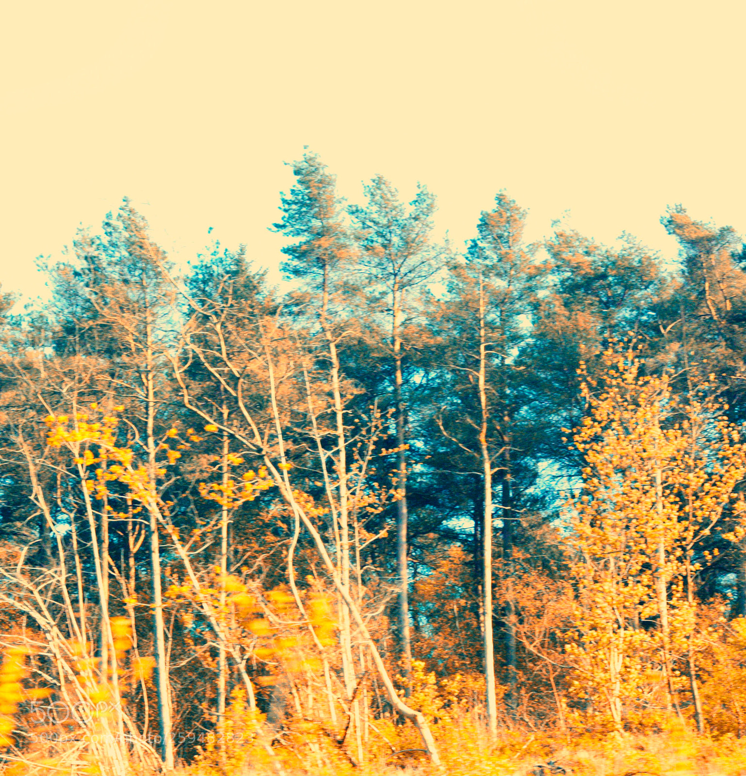 Canon EOS 450D (EOS Rebel XSi / EOS Kiss X2) sample photo. Abstract woodlands photography