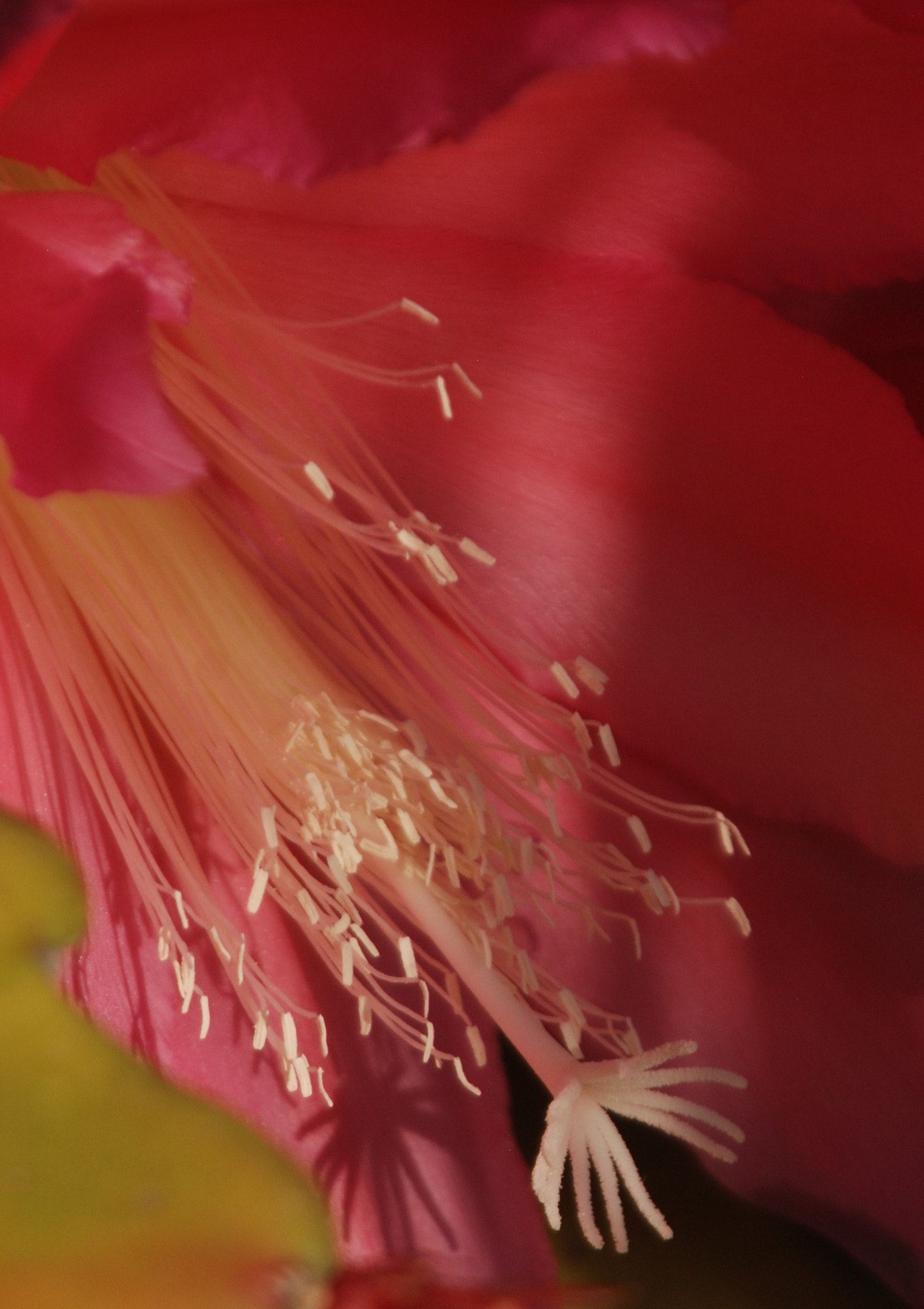 Nikon D80 sample photo. Epiphyllum stamen photography
