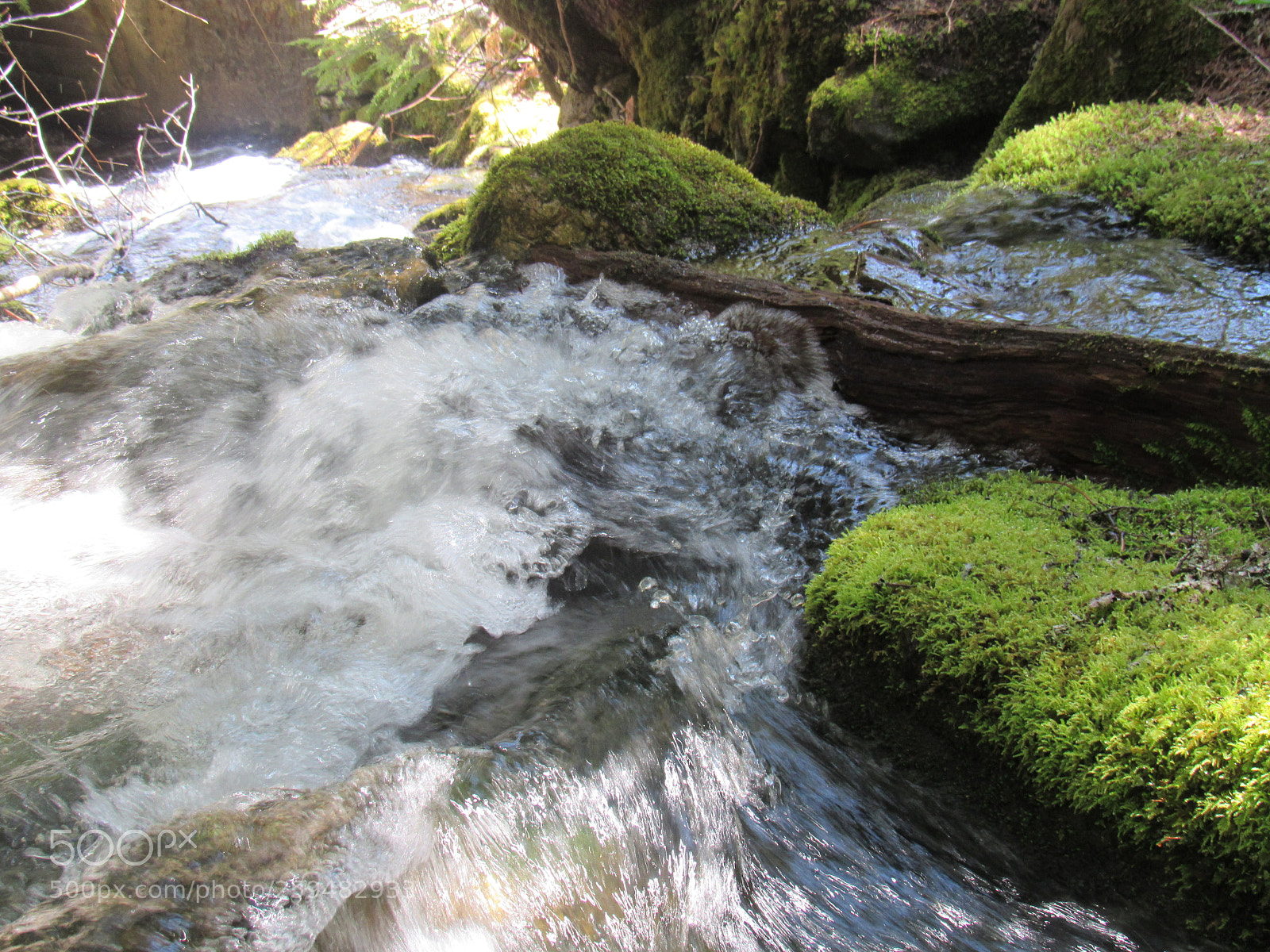 Canon PowerShot SX530 HS sample photo. Moss photography