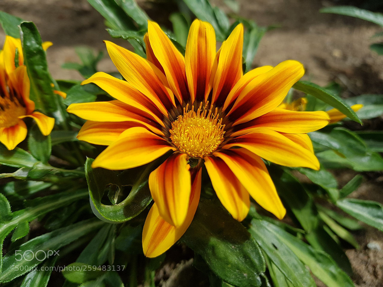 Samsung Galaxy S8 sample photo. Flower to camping photography