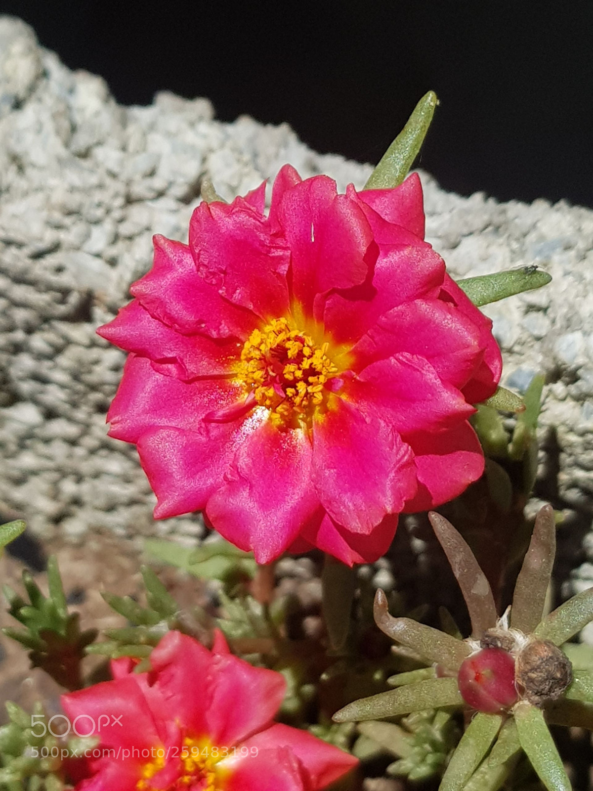 Samsung Galaxy S8 sample photo. Flower photography
