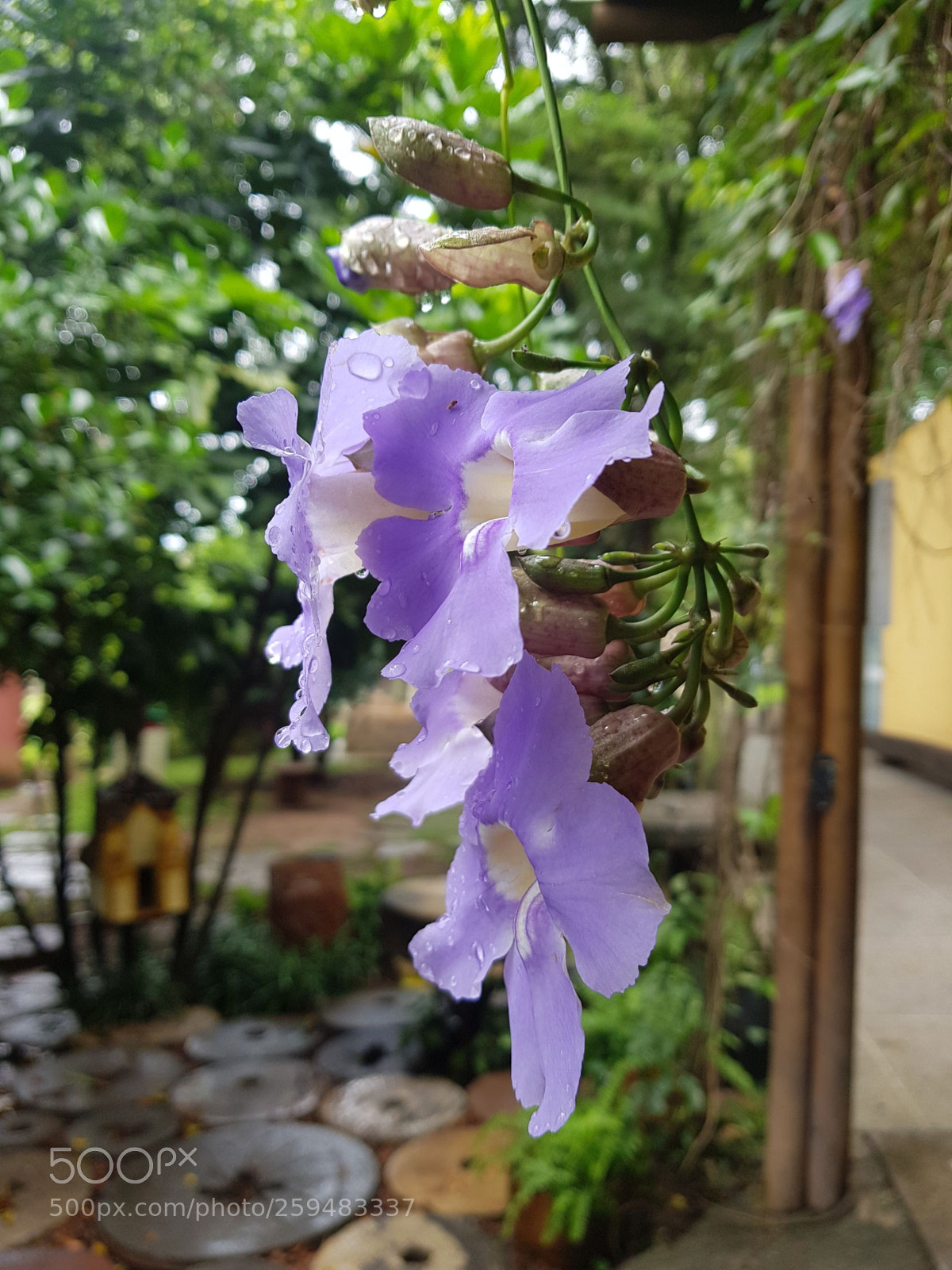 Samsung Galaxy S8 sample photo. Flower photography