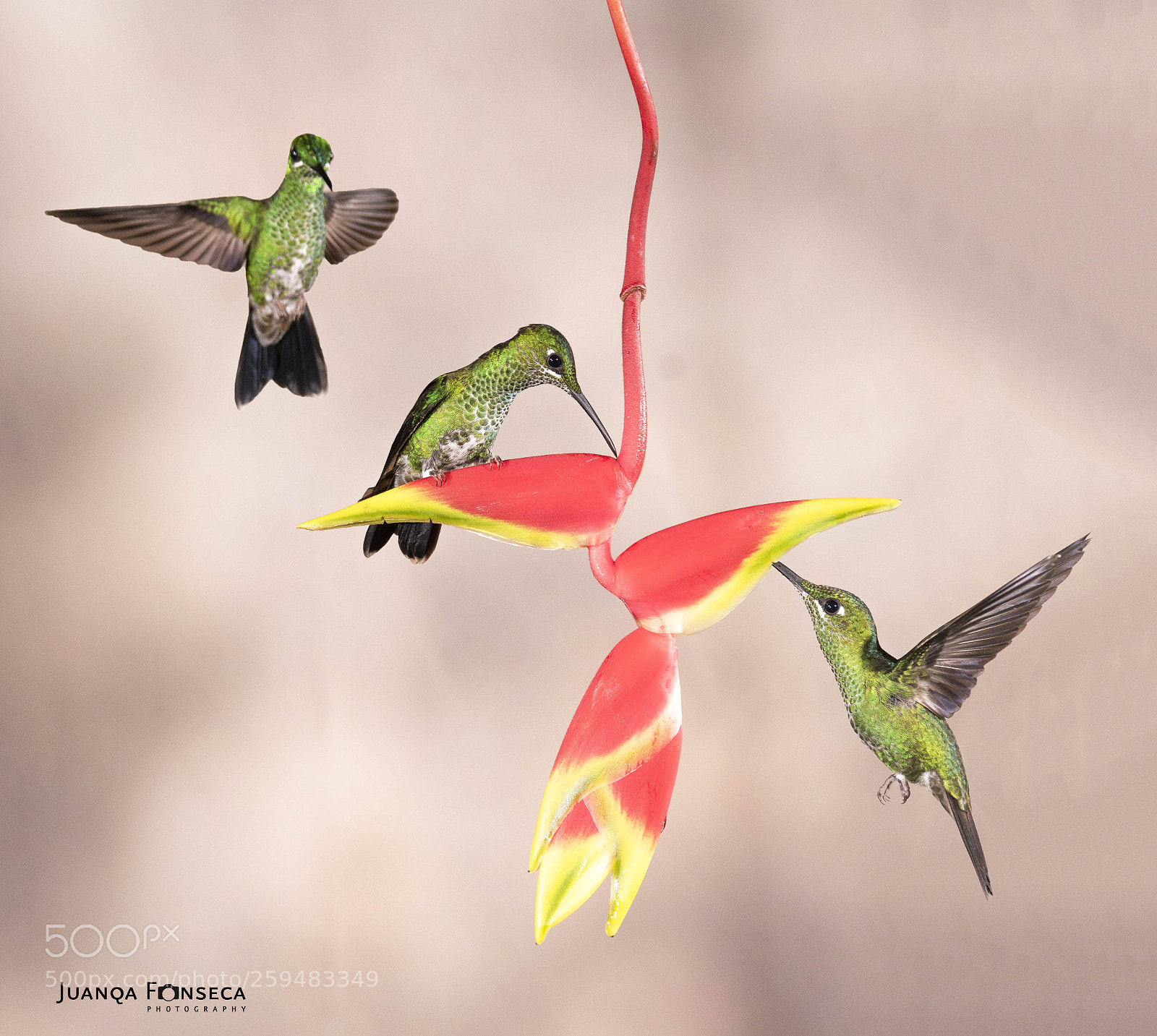 Sony ILCA-77M2 sample photo. Hummingbirds on flight photography