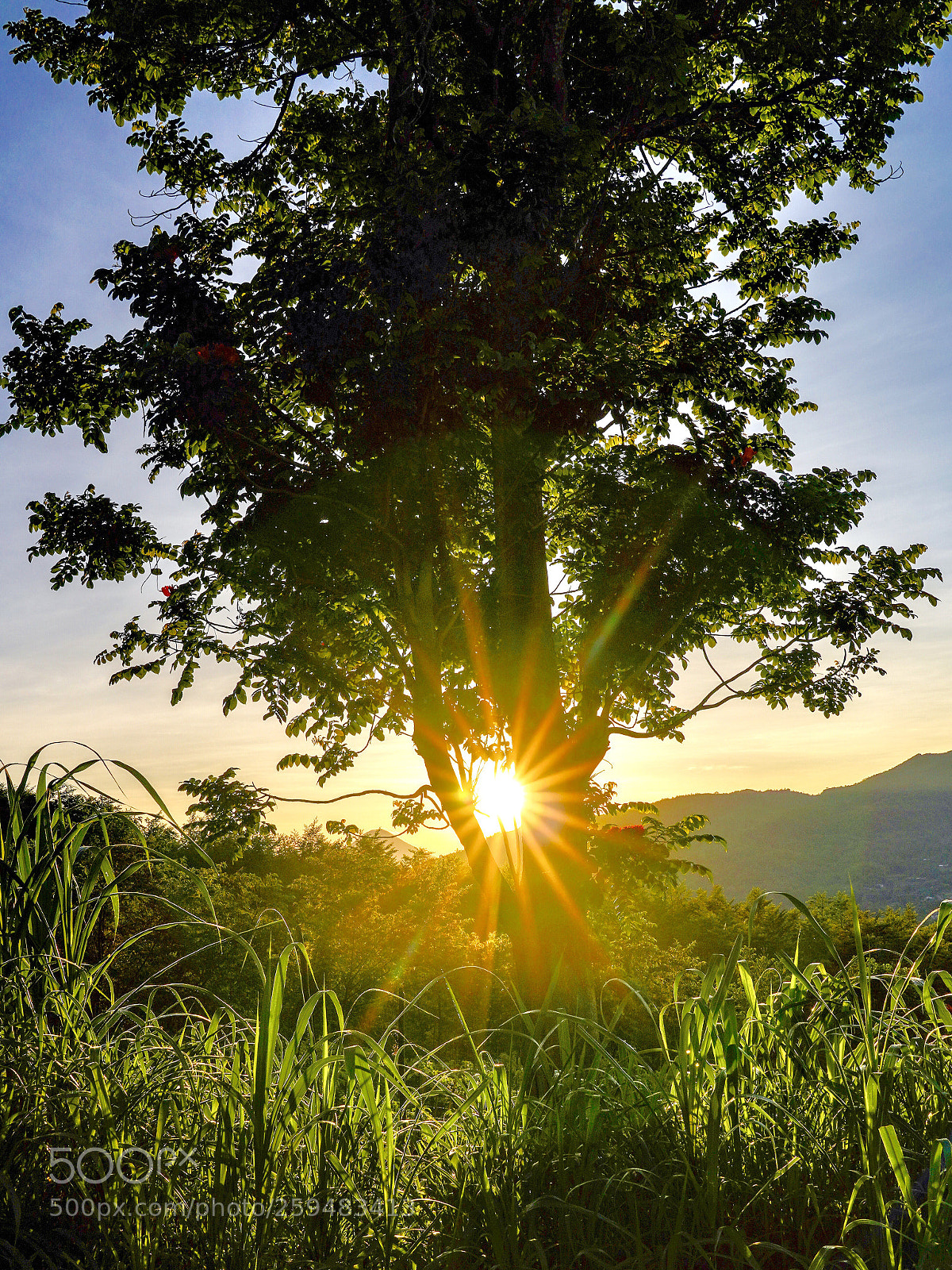 Sony a7R III sample photo. Untitled photography