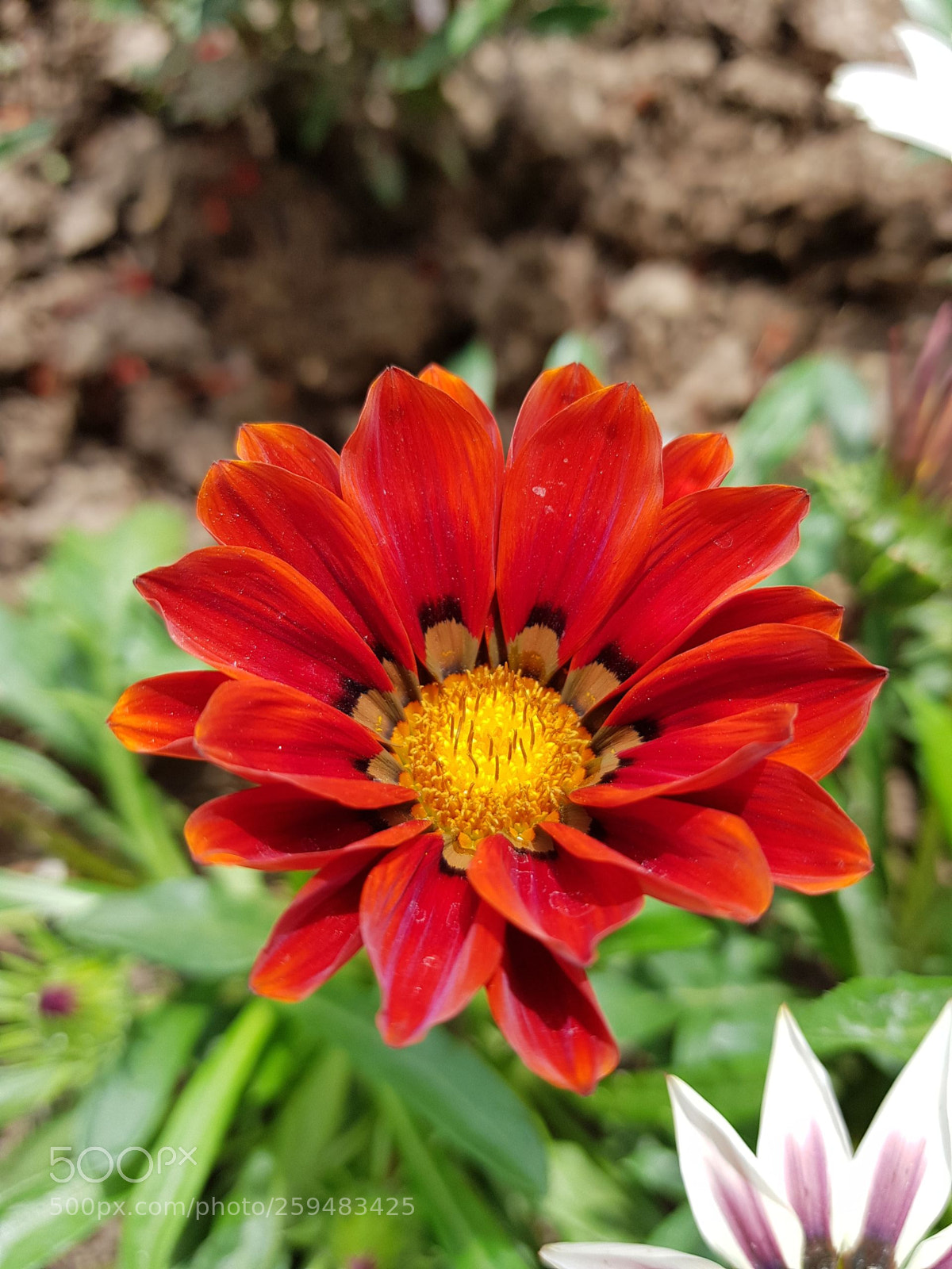 Samsung Galaxy S8 sample photo. Flower photography