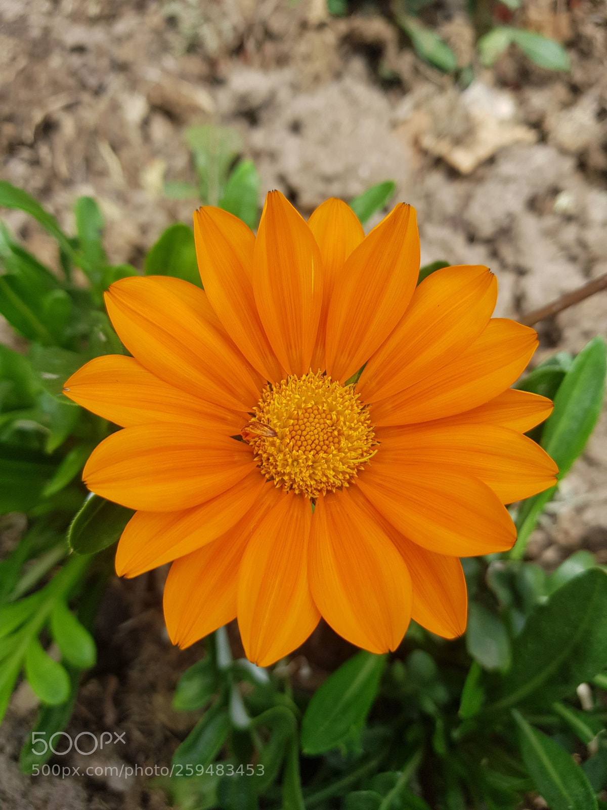 Samsung Galaxy S8 sample photo. Flower photography