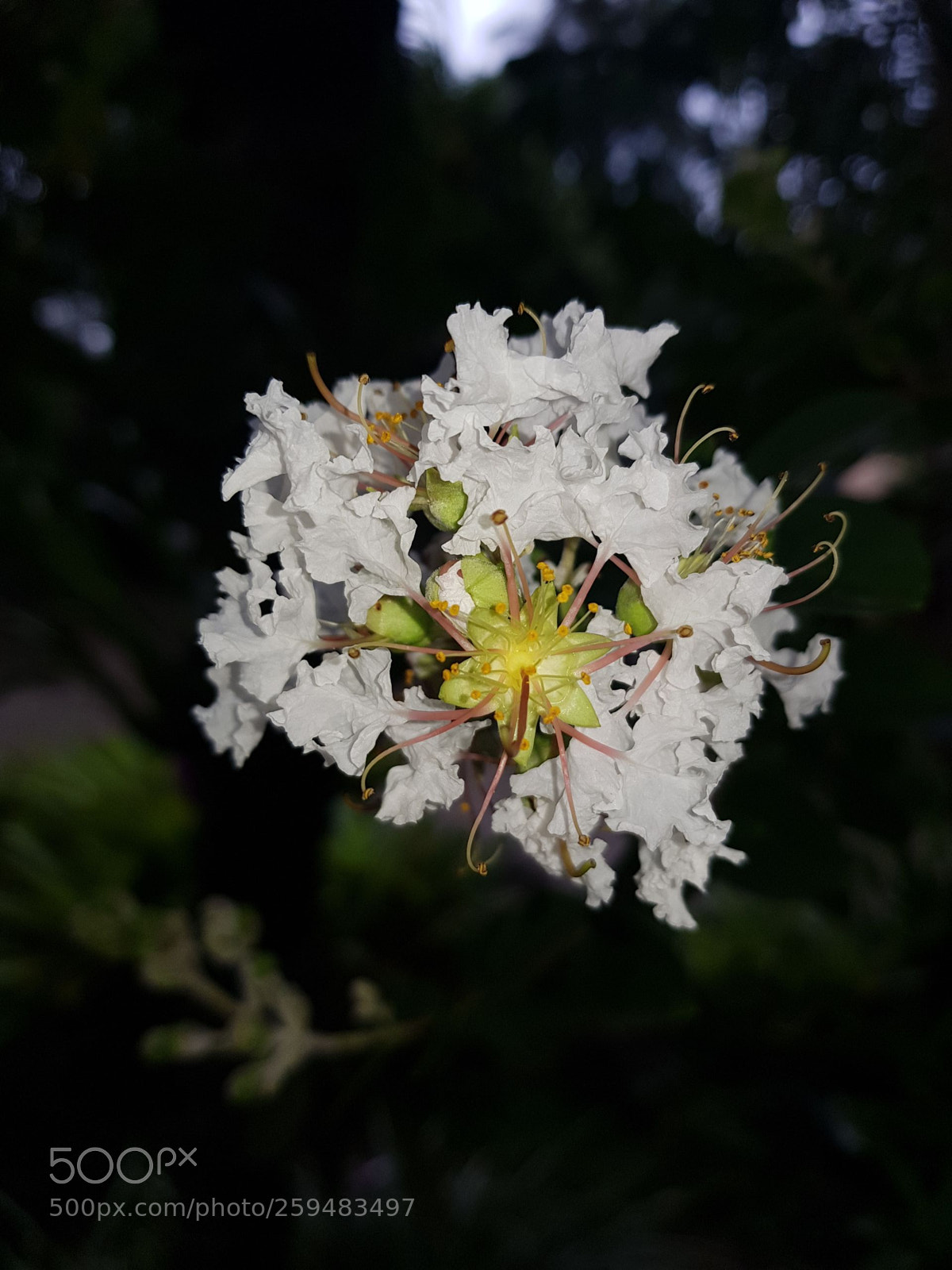 Samsung Galaxy S8 sample photo. Nigth flower photography