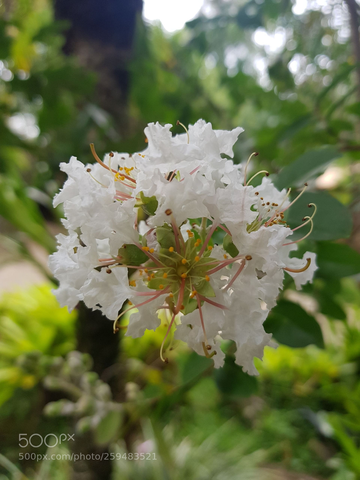 Samsung Galaxy S8 sample photo. Day flower photography