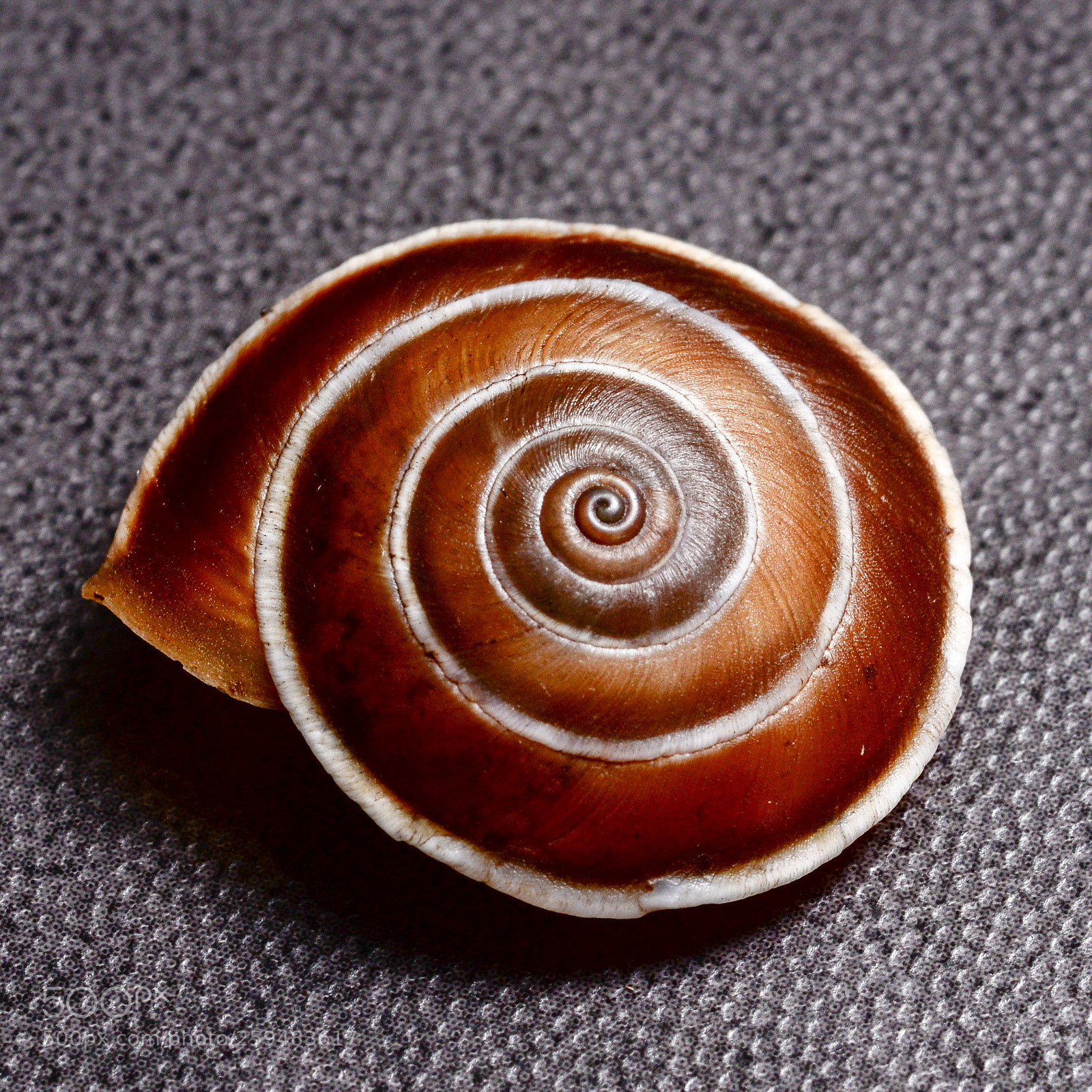 Nikon D800 sample photo. Snail photography