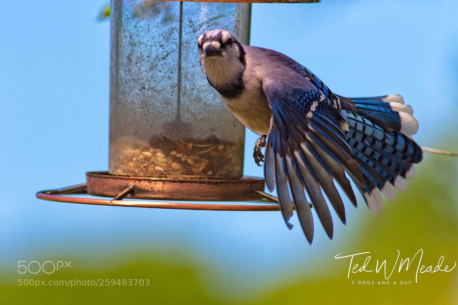 Canon EOS 7D Mark II sample photo. Bluejay taking off from photography