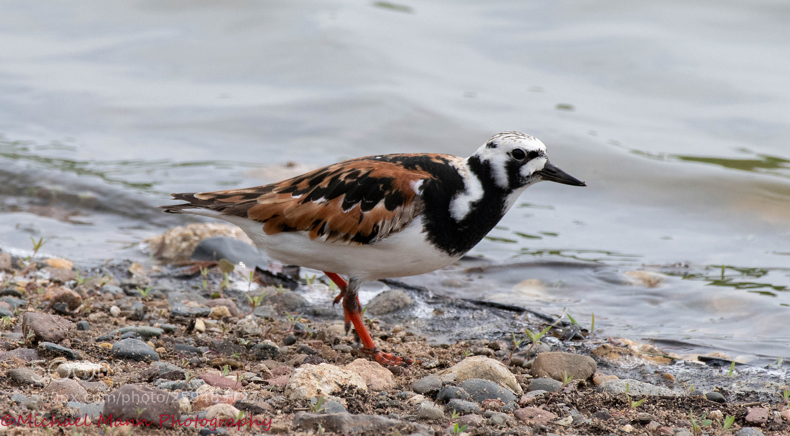 Nikon D850 sample photo. Ruddy turnstone photography