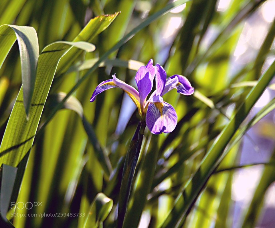 Canon EOS 60D sample photo. Wild iris photography