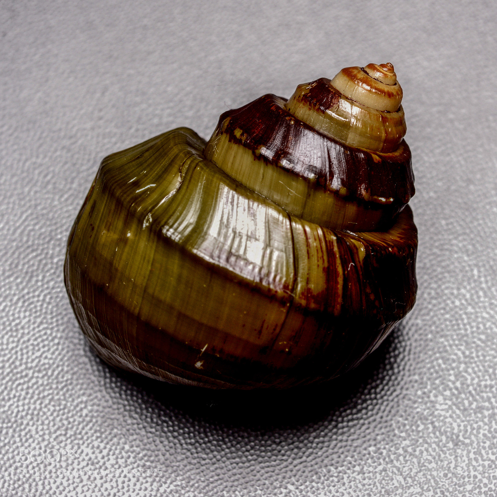 Nikon D800 sample photo. Conch photography