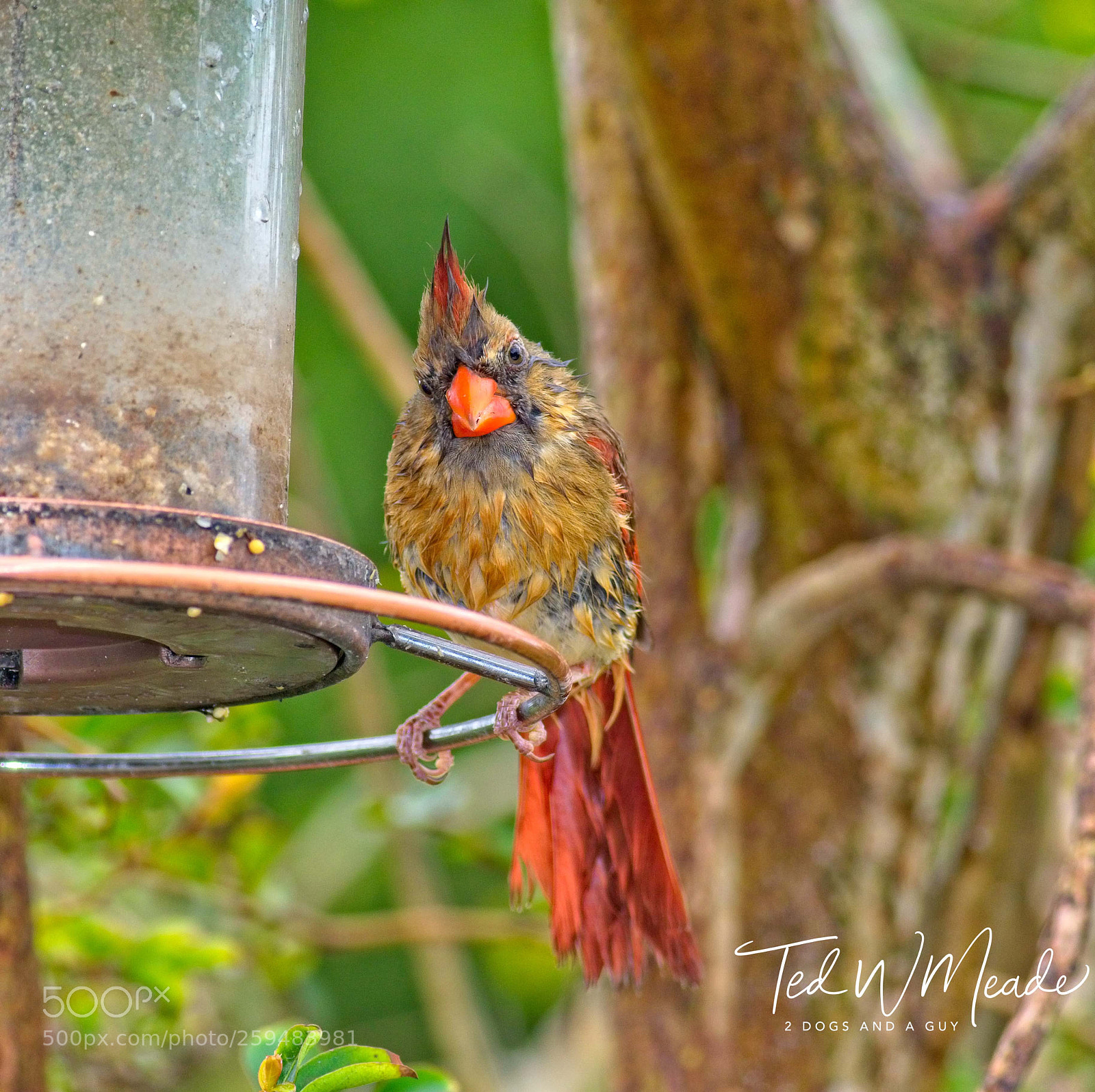 Canon EOS 7D Mark II sample photo. Rain soaked miss photography